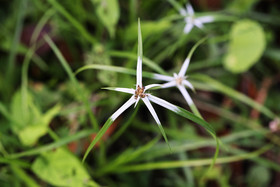 Chiguiri Arriba