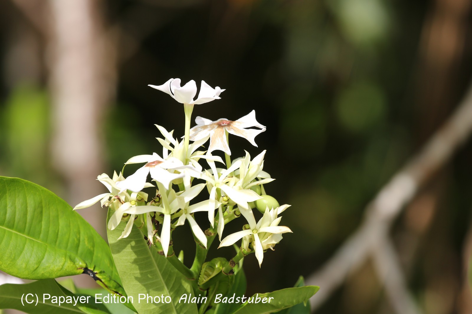 Cape-Trib_0007_01.JPG