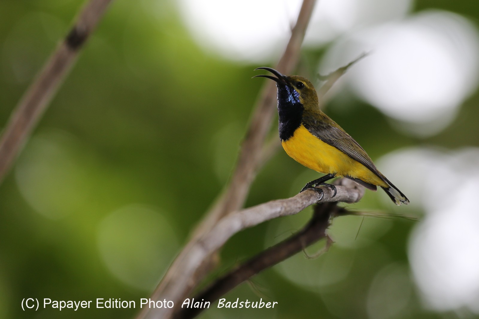 Oiseaux à Cape Tribulation