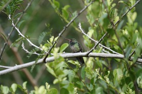 _MG_5101.JPG