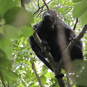 Singes hurleurs à Punta Gorda, Bélize