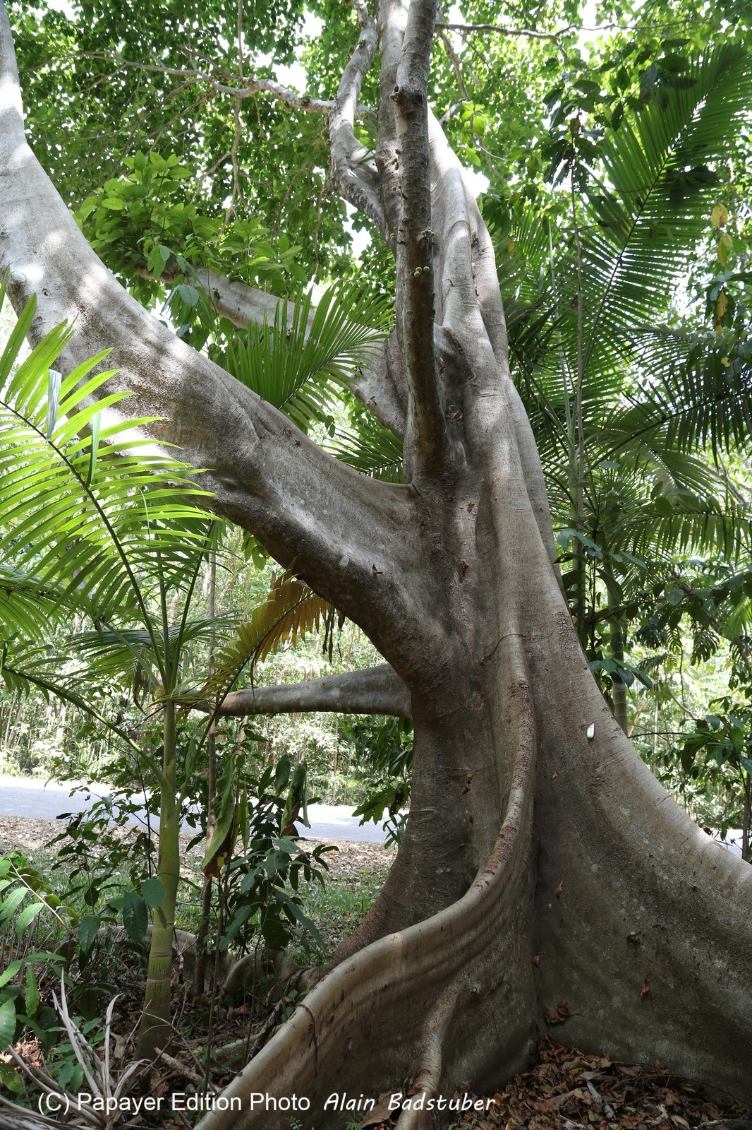 Cape-Trib_1382.JPG
