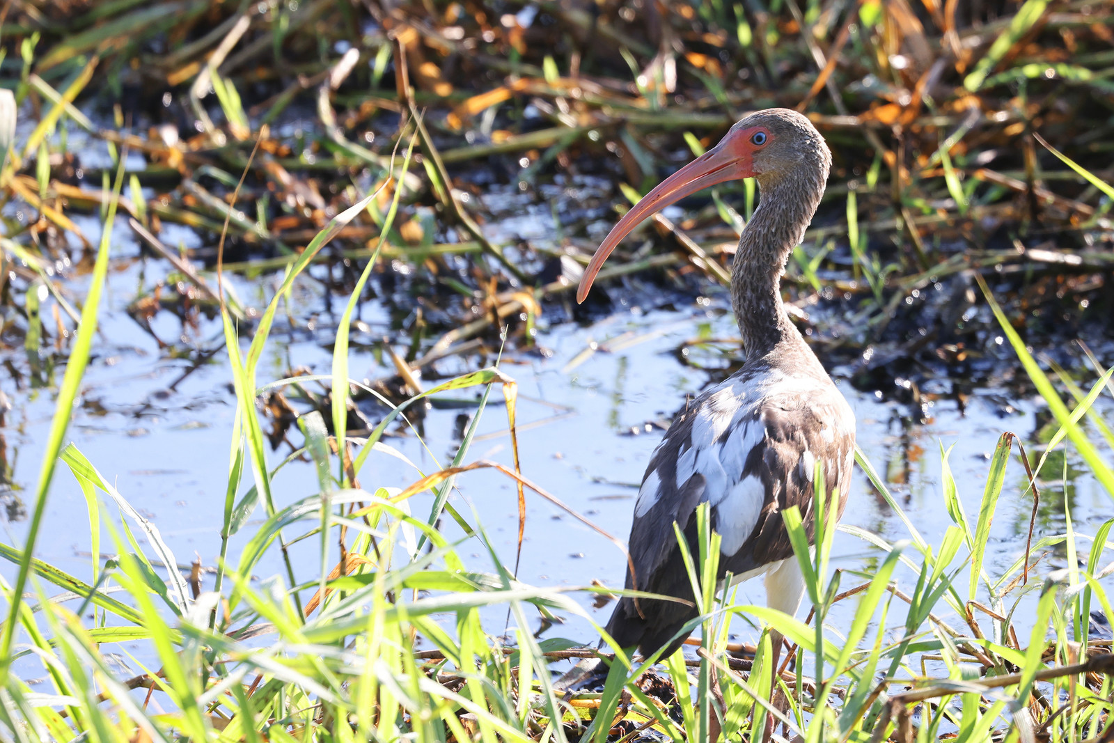 Ibis-blanc-1.jpg