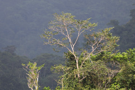 Chiguiri Arriba