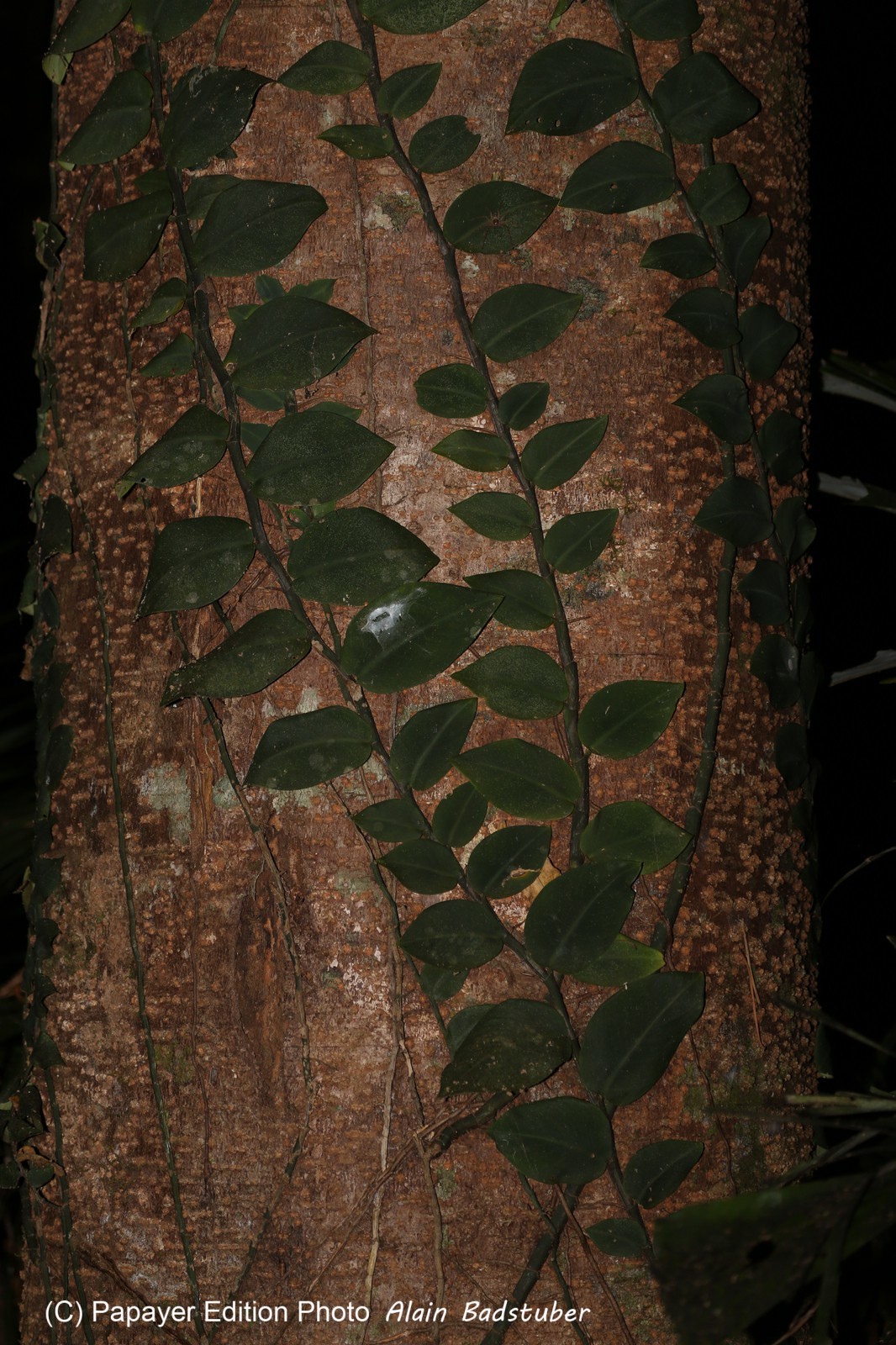 Cape-Trib_1480.JPG