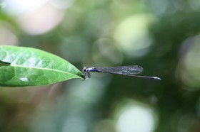Cape-Trib_0836.JPG