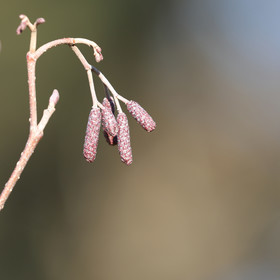 Faune et Flore de Suisse, 2022