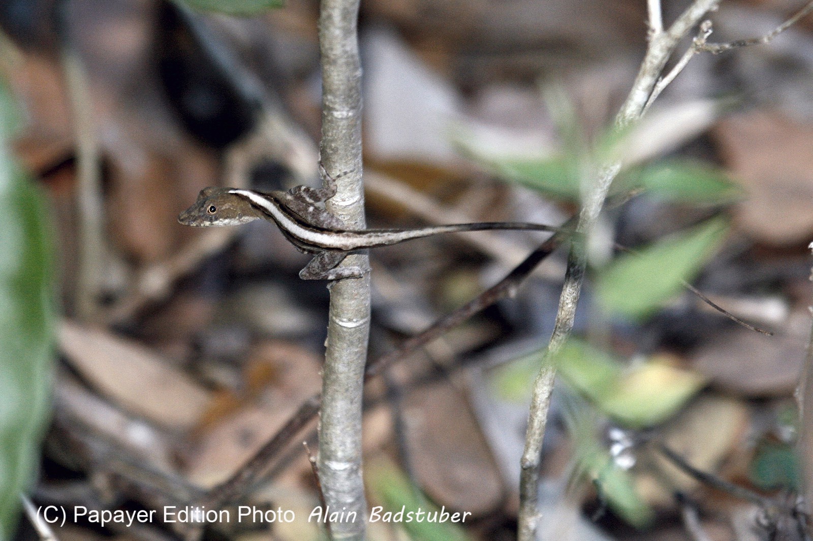 Anole_sp.jpg
