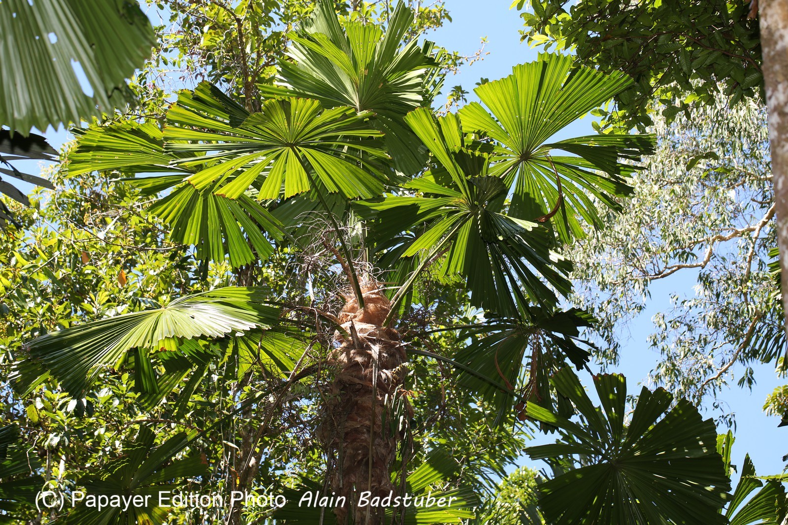 Cape-Trib_0264.JPG
