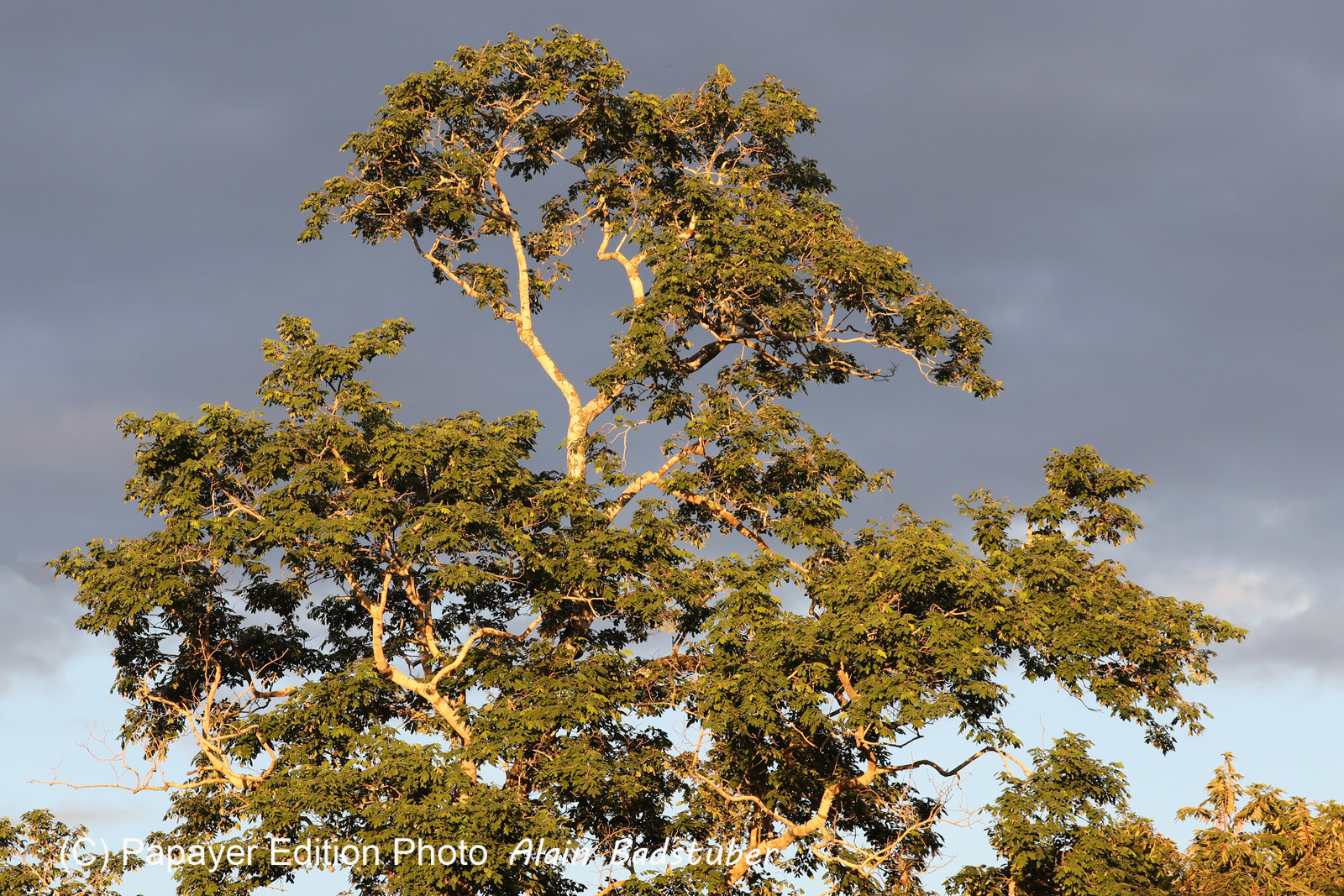 Crooked-Tree