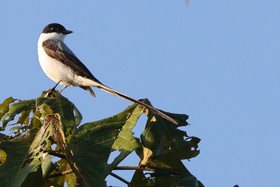 Tyran-des-savanes_3.jpg