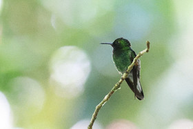 Boquete, Panama