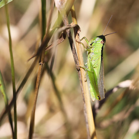 mecostethus-parapleurus_1.jpg
