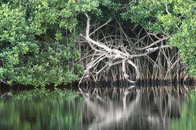 Cenotes_11-04-12_04.jpg