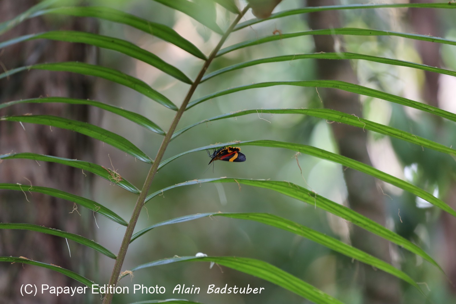 Cape-Trib_1179.JPG