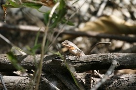_MG_0050.JPG