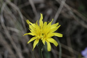 Composée jaune...