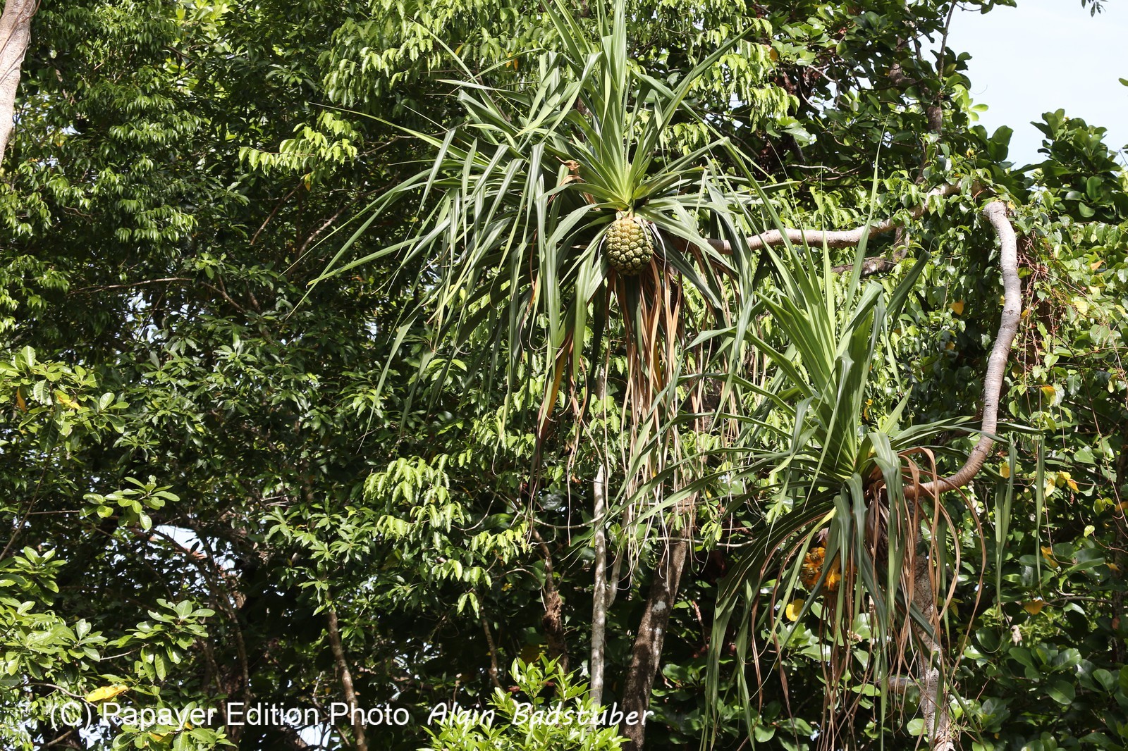 Cape-Trib_1301_1.jpg
