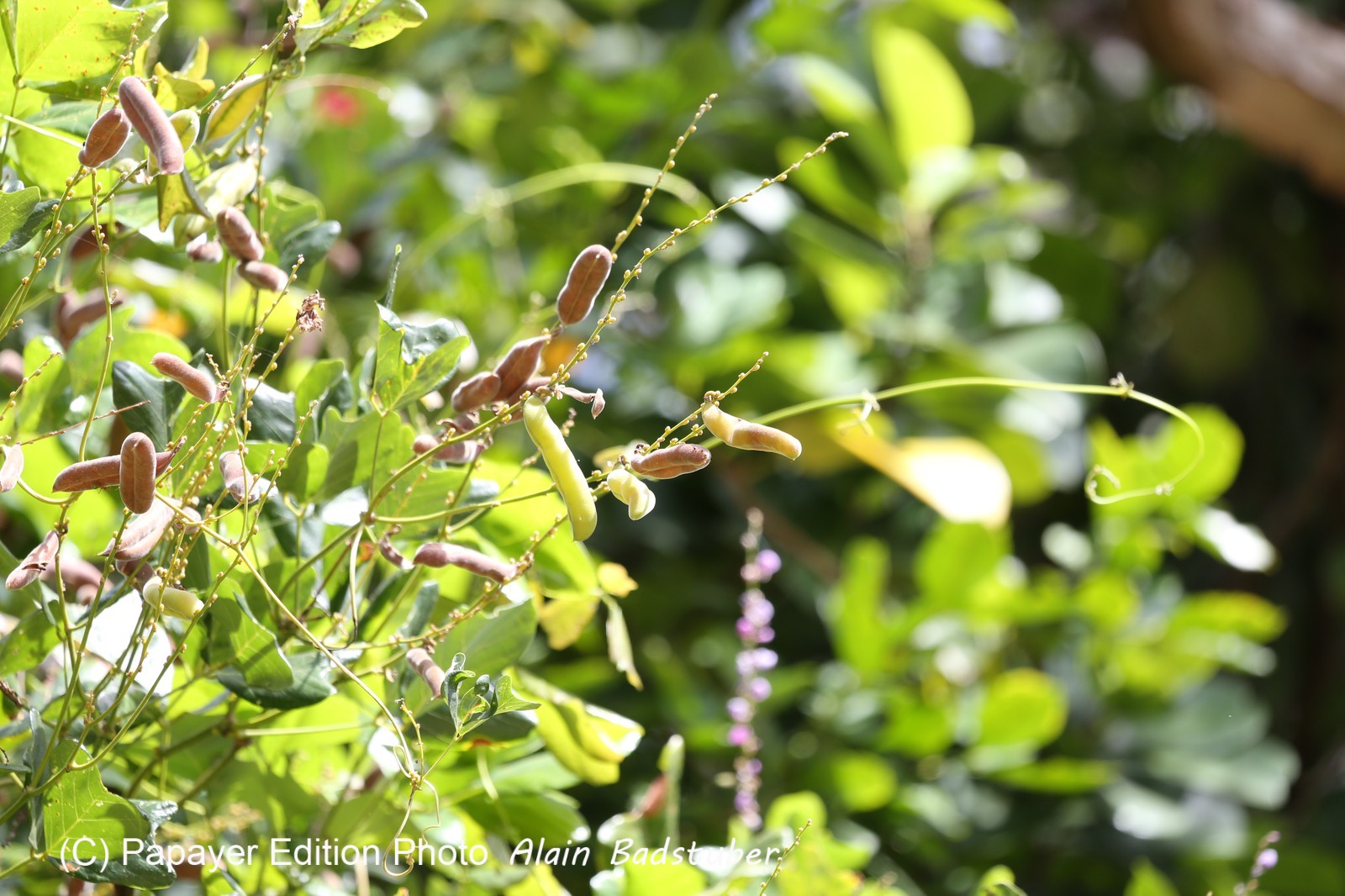 Cape-Trib_1241.JPG