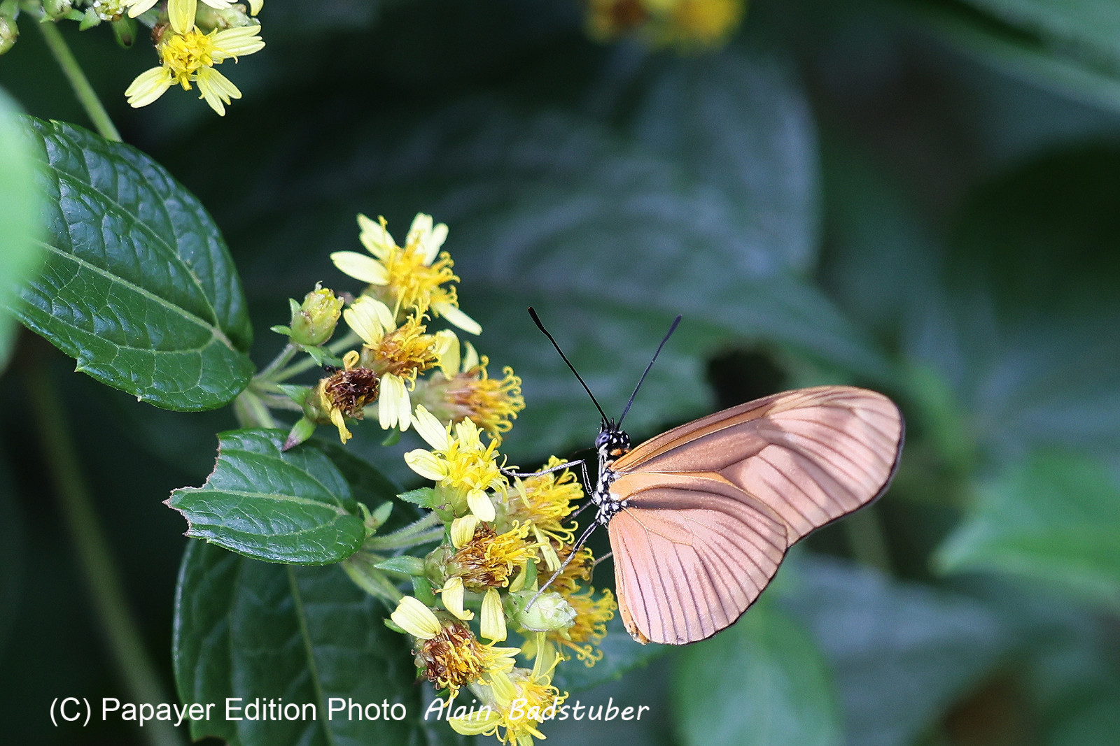 Eueides-aliphera_2.jpg