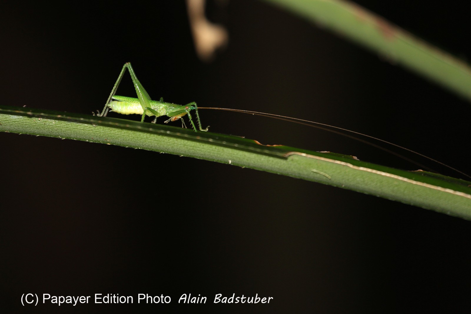Cape-Trib_0627_1.jpg