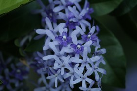 _MG_5453.JPG