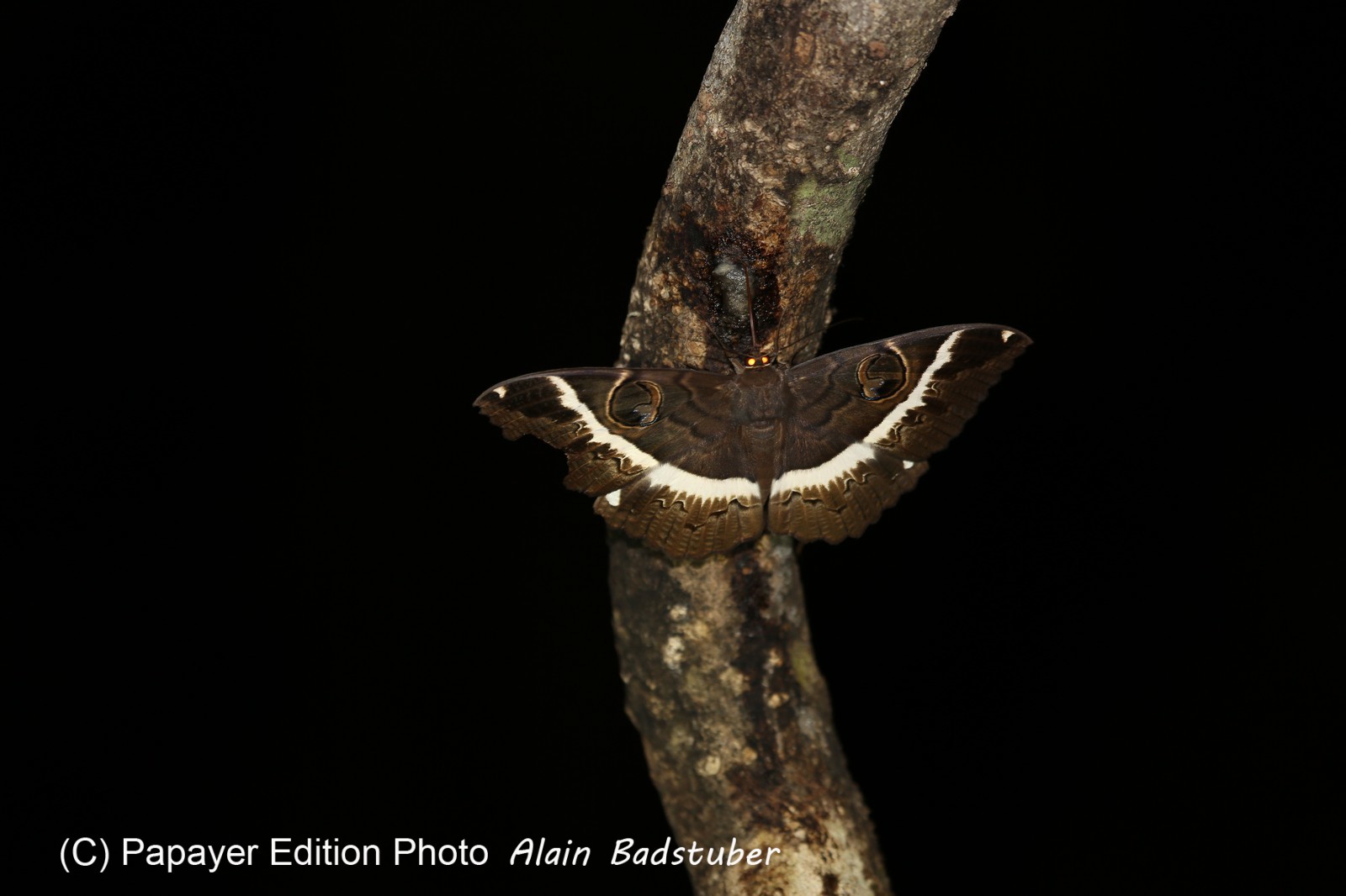 Cape-Trib_1536.JPG