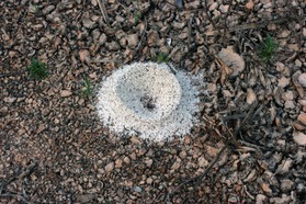 Images_Belize_2011_070
