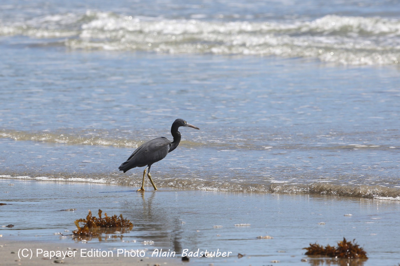 Oiseaux à Cape Tribulation