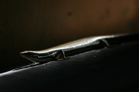 IMG_9864.JPG