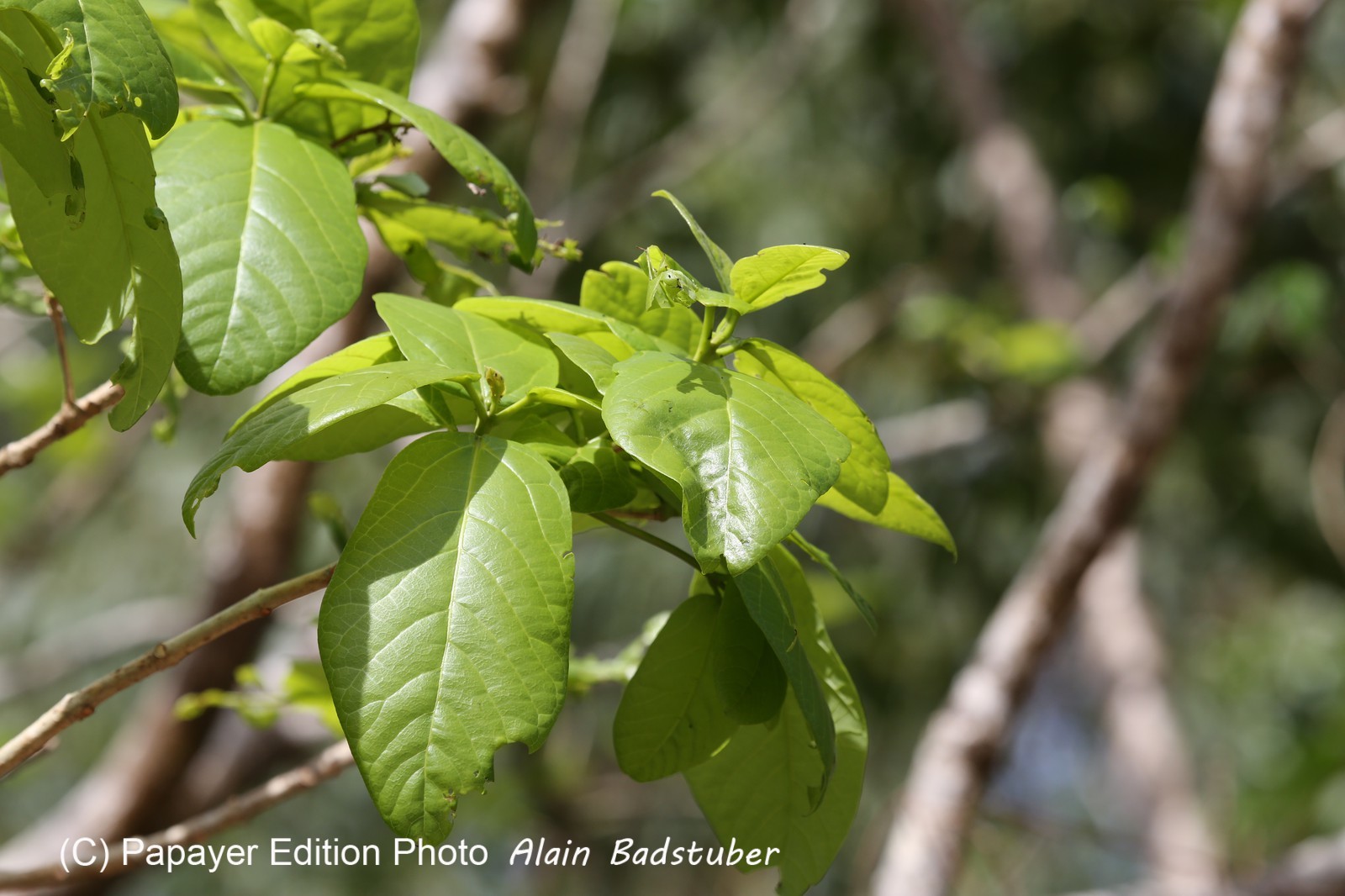 Cape-Trib_1289.JPG