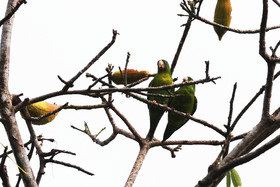 Panama, Boca-Brava