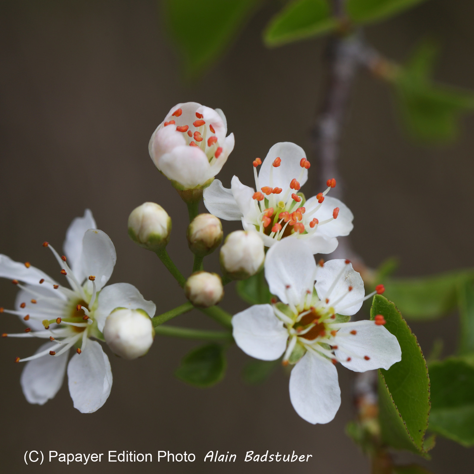 Prunus ?