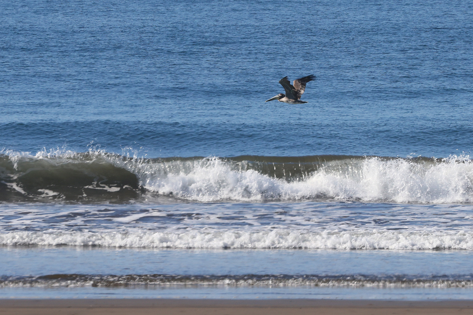 Pelican-brun_3.jpg