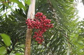 Cape-Trib_0162.JPG