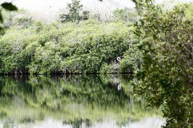 Cenotes_11-04-12_02.jpg
