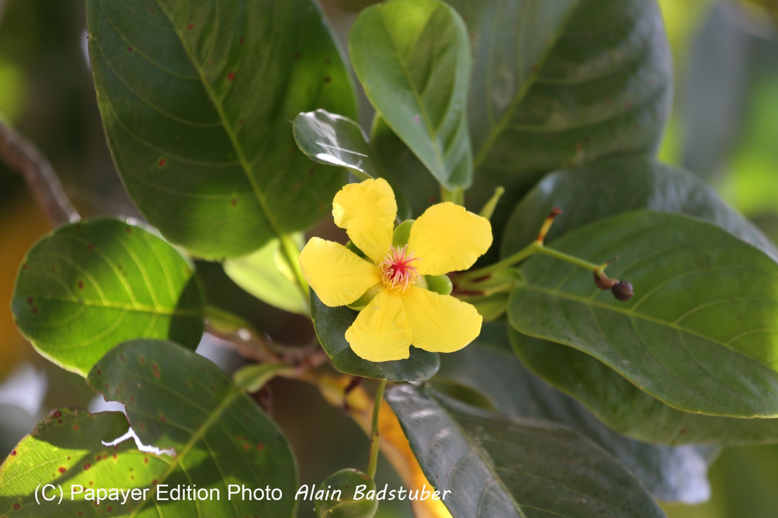 Cape-Trib_1260.JPG