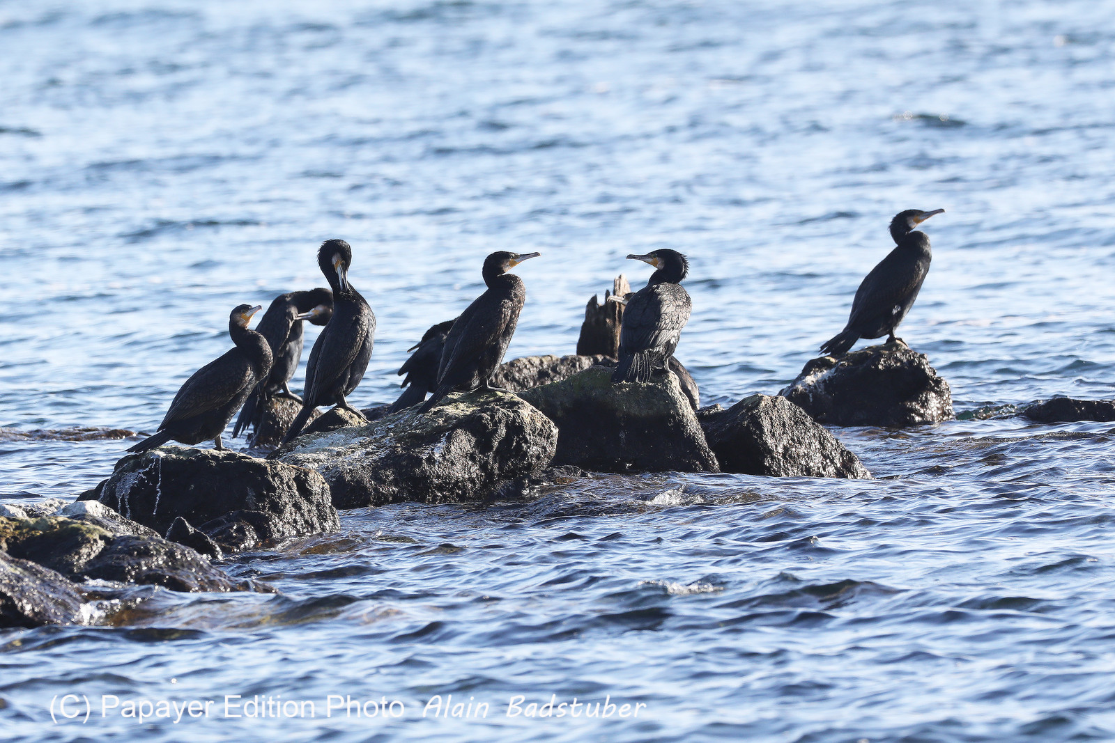 Faune et Flore de Suisse, 2022, Vaumarcus, Grands Cormoran