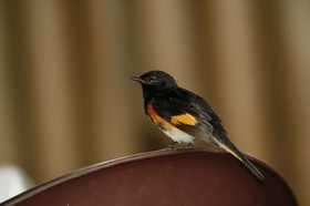 _MG_4718.JPG