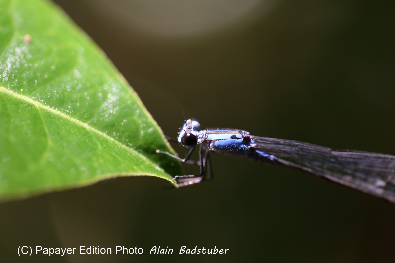Cape-Trib_0832.JPG