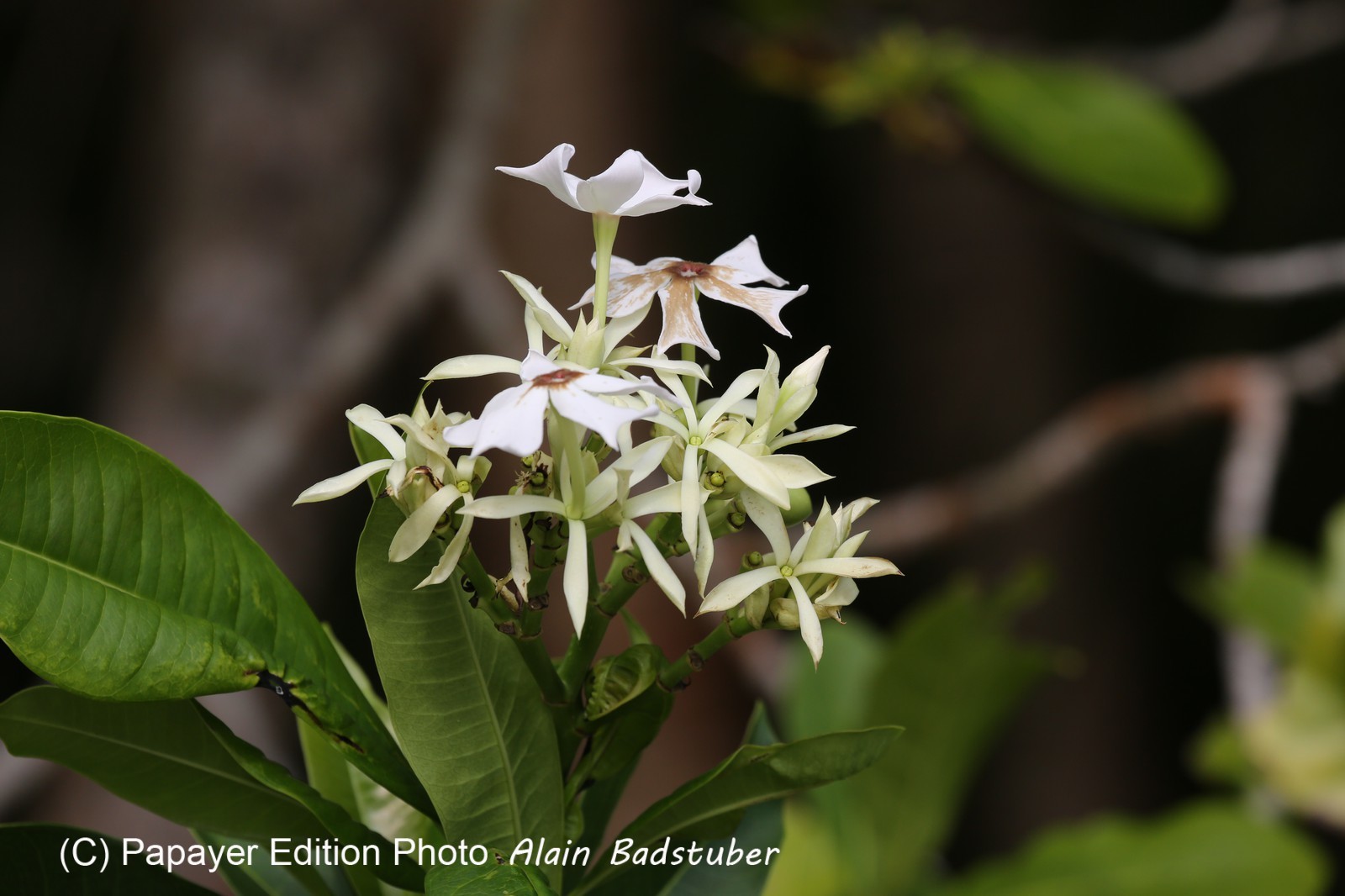 Cape-Trib_0011.JPG