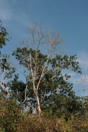 IMG_8136.JPG