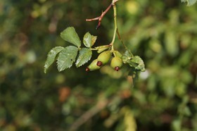 Chassagne_010.JPG