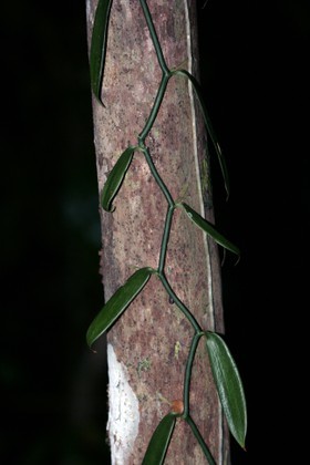 Images_Belize_2011_289
