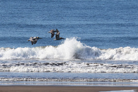 Pelican-brun_2.jpg