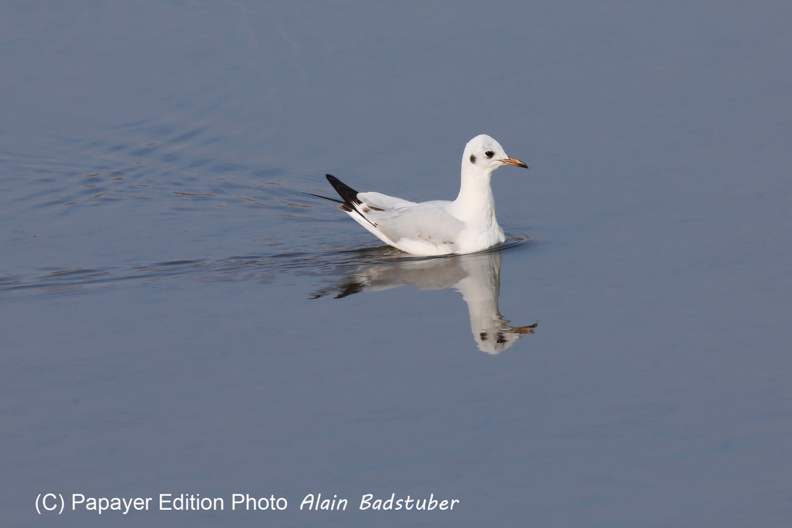Faune et Flore de Suisse, 2022, Champs-Pittet, Mouette rieuse